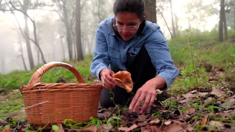 Woman-collecting-Lactarius-deliciosus-mushroom-and-putting-into-basket