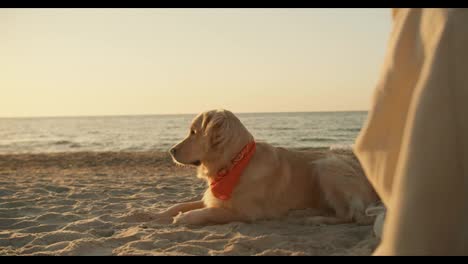 A-dog-of-light-coloring-sits-on-a-sunny-beach-by-the-sea-in-the-morning
