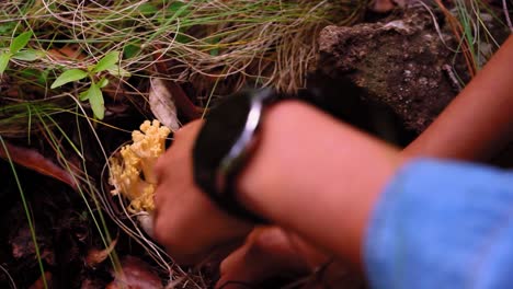 Anonymous-woman-collecting-Ramaria-mushroom-and-putting-into-basket