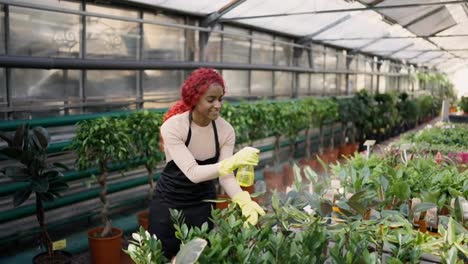 Young-indian-woman-watering-plants-in-a-greenhouse---eco-hobby-concept