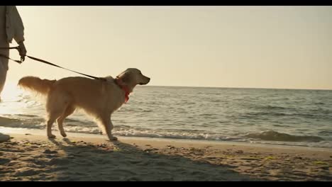 A-young-blonde-girl-and-her-dog-light-coloring-walk-along-the-sunny-beach-in-the-morning-together