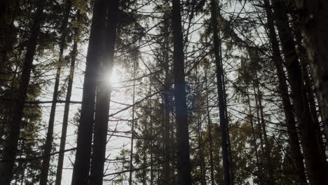 Trees-with-sunlight-in-forest