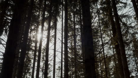 Schöne-Aussicht-Auf-Bäume-Mit-Sonnenlicht-Im-Wald