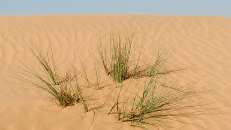 Plant-in-the-dune