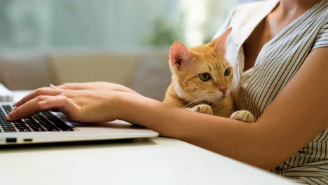 Frau-Arbeitet-Am-Laptop-Mit-Katze
