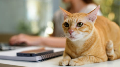 Frau-Arbeitet-Am-Laptop-Mit-Katze