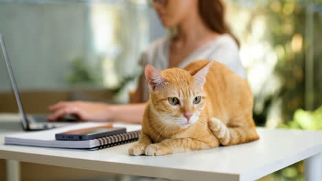 Mujer-Trabajando-En-Una-Computadora-Portátil-Con-Un-Gato