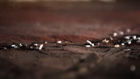 Hunderte-Ameisen-Laufen-Auf-Dem-Betonboden-Der-Stadt-Herum-Und-Tragen-Reiskörner-Hintereinander-Zu-Ihrem-Ameisenhaufen