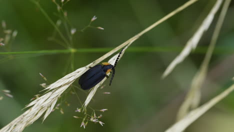 Schwarzes-Glühwürmchen-Insekt