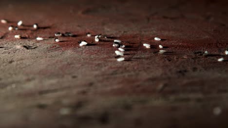 hundreds-of-ants-walking-on-the-concrete-floor-in-the-city-while-carrying-rice-grains-in-a-row-towards-their-anthill