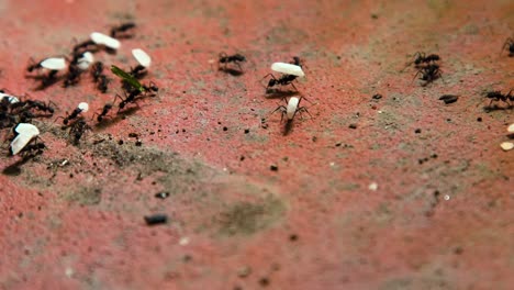 Hunderte-Ameisen-Laufen-Auf-Dem-Betonboden-Der-Stadt-Herum-Und-Tragen-Reiskörner-Hintereinander-Zu-Ihrem-Ameisenhaufen