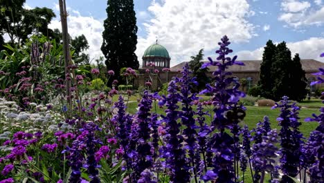 Purple-Giant-Hyssop-and-other-Flowers-Swaying-in-the-Wind-in-Front-of-the-Beautiful-Building-at-the-Botanical-Garden-in-Karlsruhe