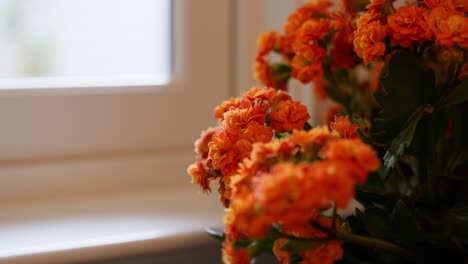 closeup-of-colorful-orange-flowers-inside-of-a-home