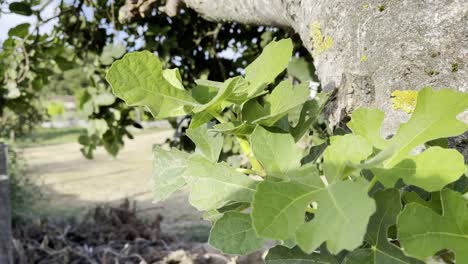 Gorgeous-Fig-Tree-Under-Sun-In-Windy-Day-at-Lonoa,-Galicia,-Spain