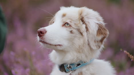 Head-Closeup-Baby-Australian-Shepherd-Puppy-Looking-Up-Asking-Food