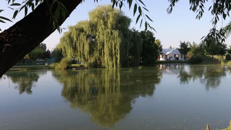 Huge-willow-tree-on-shore-of-fish-pond-at-event-gardens,-Voivodeni-Romania
