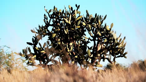 Großer-Feigenkaktusbaum-Opuntia-Ficus-indica-In-Trockener-Landschaft,-Niedriger-Winkel