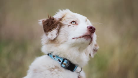 Portrait-of-Curious-Baby-Australian-Shepherd-Looking-Up-in-Expectation-of-Food-in-A-Park