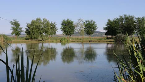 Trees-reflecting-on-surface-of-small-fishing-pond-in-outdoor-event-venue
