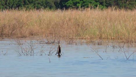 Auf-Einem-Ast-Direkt-über-Dem-Wasser-An-Einem-See-Sitzend-Und-Sich-Umschauend,-Während-Andere-Vögel-Vorbeifliegen,-Orientalischer-Schlangenhalsvogel,-Auch-Bekannt-Als-Schlangenvogel-Anhinga,-Thailand