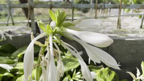 Atemberaubende-Nahaufnahme-Einer-Wunderschönen-Weißen-Blume-Aus-Dem-Spanischen-Garten