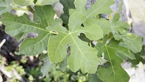 Close-Shot-of-Big-Green-Fig-Tree-Leaves-Shaking-in-Windy-Day