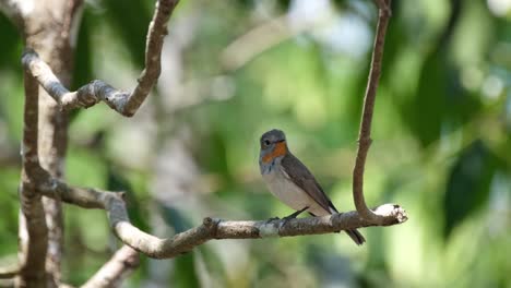 Wagging-its-tail-up-and-down-as-it-chirps-while-looking-around-during-a-windy-day,-Red-throated-Flycatcher,-Ficedula-albicilla,-Thailand