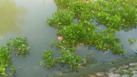 Hyazinthen-Schwimmende-Grünpflanzen-Auf-Einem-Kanal-In-Thailand