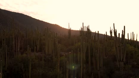 Footage-of-a-mexican-desert-at-the-dawn,-Tehuacán-México