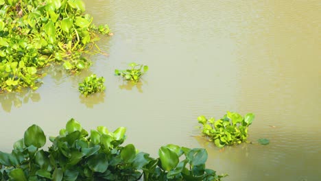 Pflanzen-Schwimmen-Auf-Einem-Kanal-In-Thailand