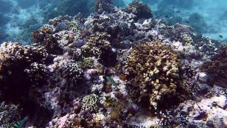 Peces-De-Colores-Brillantes-Nadando-Sobre-Arrecifes-De-Coral-Mientras-Practican-Snorkel-En-Las-Aguas-Cristalinas-Del-Mar-De-La-Isla-De-Pulau-Menjangan,-Bali,-Indonesia