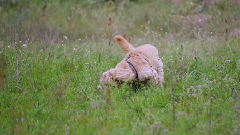 Active-Goldendoodle-Dog-Found-Baseball-Ball-in-a-Grass-and-Gnaws-it-Lying-in-a-Meadow