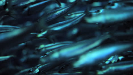 Pacific-Sardines,-shimmering-a-brilliant-turquoise-as-they-swim,-close-up-follow