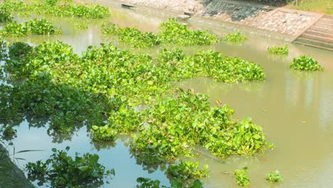 Las-Plantas-Flotantes-De-Jacinto-Flotan-A-Lo-Largo-De-Un-Canal-En-Tailandia.