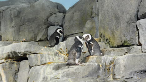 Lindos-Pingüinos-Africanos-Limpiándose-Unos-A-Otros-En-Un-Paisaje-Rocoso
