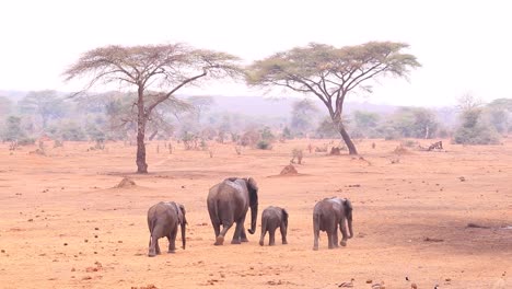 Familia-De-Elefantes-Vagando-Por-La-Sabana-Africana,-Fondo-De-árboles-De-Acacia