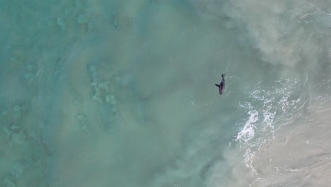 Overhead-View-Of-Seal-Pup-Swimming-In-The-Sea-During-Sunset---The-Spit,-Main-Beach-In-Gold-Coast,-QLD,-Australia