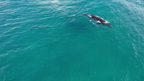 Mother-And-Calf-Humpback-Whales-Swim-Side-By-Side-In-NSW,-Australia
