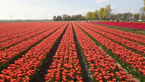Flying-over-orange-pink-and-red-tulip-field-movement-to-the-left