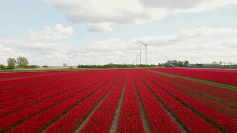 Flying-forward-into-field-of-red-tulips-with-a-row-of-wind-turbines-in-the-background