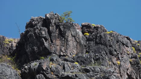A-small-tree-clings-to-the-rocky-outcrop
