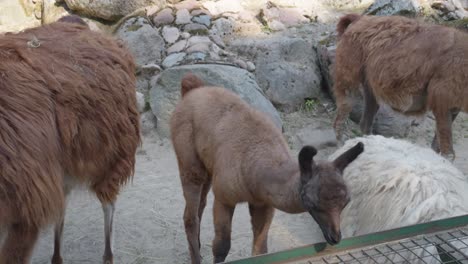 Domestizierte-Lamas-Im-Zoologischen-Park-In-Danzig,-Polen