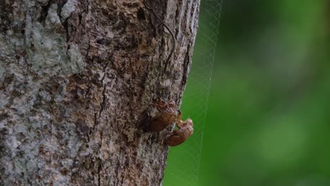 Die-Gegossene-Oder-Abgestreifte-Haut-Von-Zwei-Zikaden-Klebte-Und-Hing-Am-Stamm-Eines-Baumes-Im-Khao-Yai-Nationalpark-In-Nakhon-Ratchasima,-Thailand