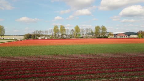 Descenso-Al-Colorido-Campo-De-Flores-De-Tulipanes-En-Los-Países-Bajos