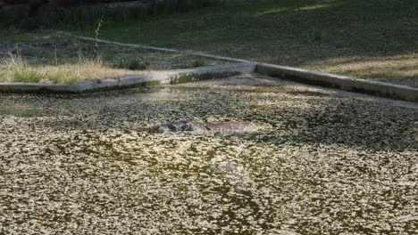 Un-Hipopótamo-Pigmeo-En-El-Agua,-Moviendo-Las-Orejas-Y-Salpicando-Agua