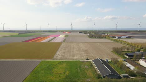 Niederländische-Agrarlandschaft-Mit-Tulpenfeldern-Und-Windkraftanlagen-Am-Meer,-Vorwärts-Links-Bewegung