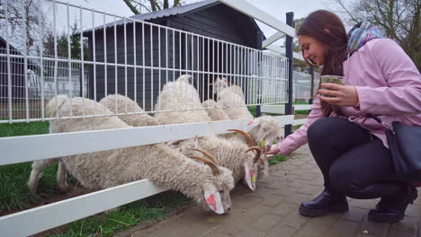 Young-Woman-Wearing-Pink-Sweater-Feeding-Mohair-Goats,-Cute,-Long-Hair-Goats