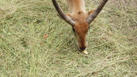 A-male-red-lechwe-with-horns,-a-wetland-antelope-species,-is-chewing-on-apple