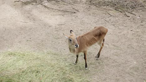 A-female-red-lechwe,-a-wetland-antelope-species,-is-chewing-on-hay