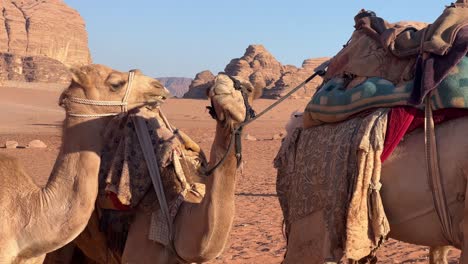 Camels-Walking-across-Sandy-and-Arid-ground-of-Wadi-Rum-Desert-in-Jordan,-Middle-East,-Asia